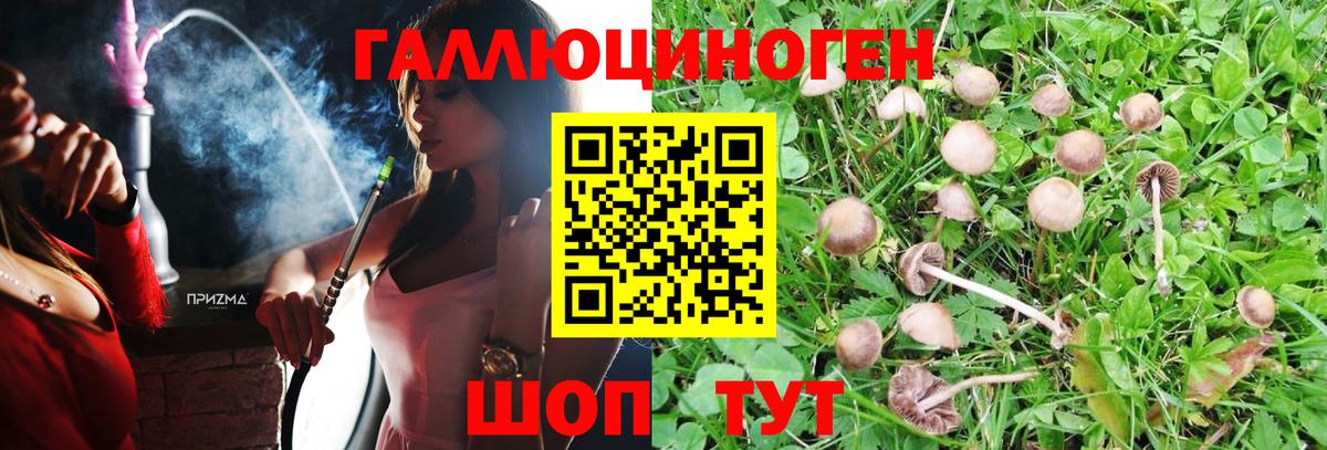 Псилоцибиновые грибы Cubensis Майский